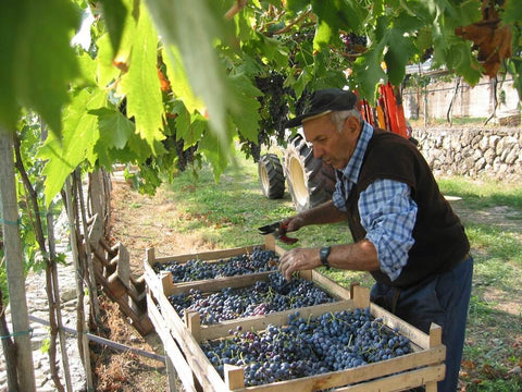 Accordini — Winemaker portrait