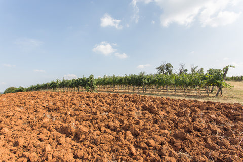 Buvoli Marco — Gallery 3
