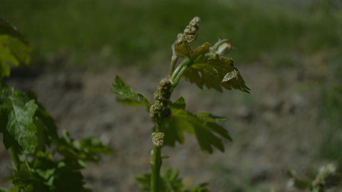 Cantalici — Hero image