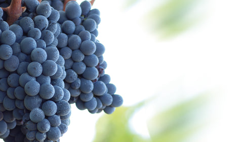 Le Vigne di Sammarco — Hero image