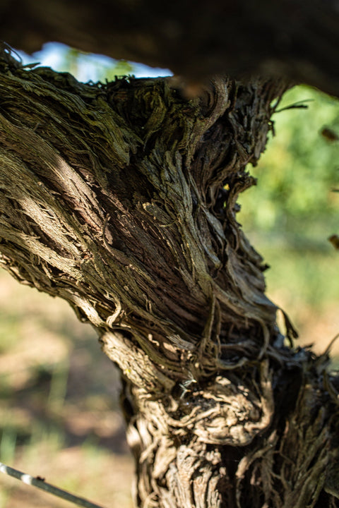 Podere Guardia Grande — Gallery 4