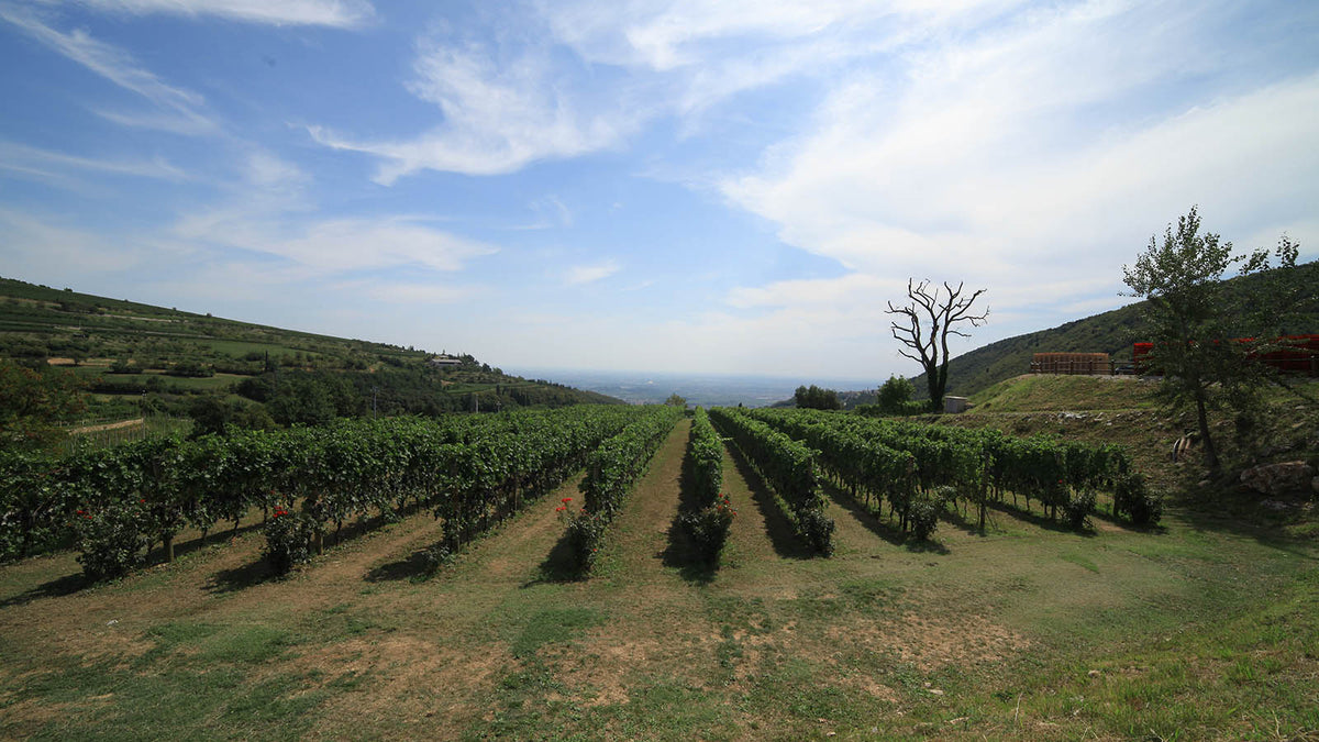 Stefano Accordini — Valpolicella vineyards hero (placeholder from producer website)