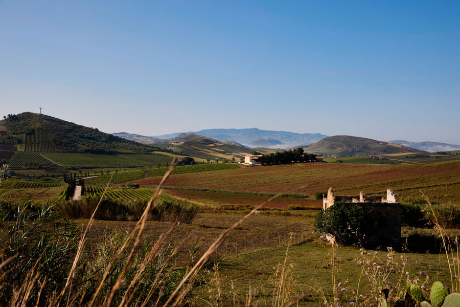 Alessandro di Camporeale — gallery 1: vineyards and winery (placeholder from producer website)
