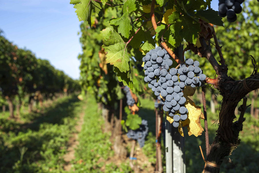 Campo al Noce — gallery 1: grapes (placeholder from producer website)
