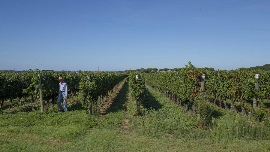 Campo al Noce — gallery 2: Castagneto vineyards (placeholder from producer website)