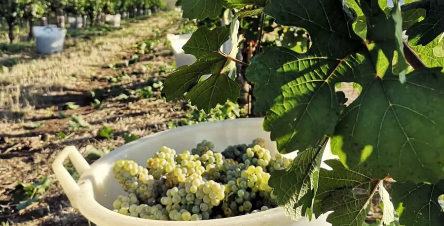 Canoso — gallery 1: vineyards (placeholder from producer website)