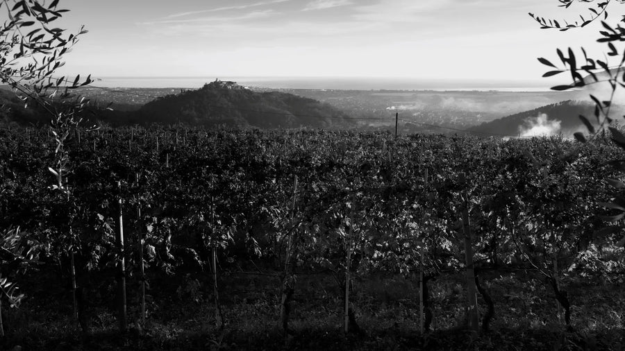 Cantine Lunae — gallery 1 (placeholder from producer website)