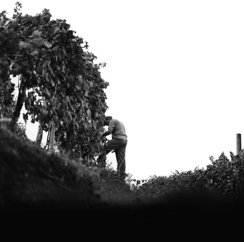 Cantine Lunae — Gallery 4