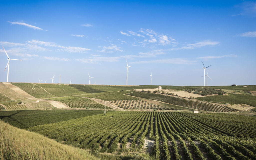 Caruso & Minini — vineyard hero (placeholder from producer website)