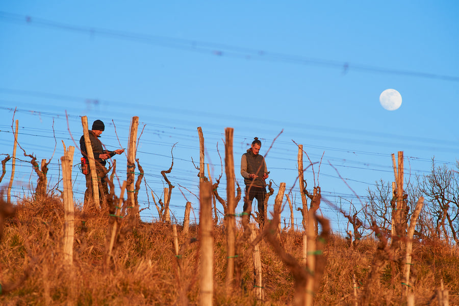 Edi Simčič — gallery 1: Jure and Jakob Simčič in the vineyard (placeholder from producer website)