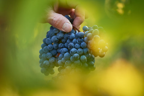 Eddie Simcic — Winemaker portrait