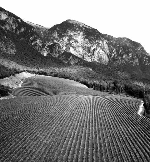Ferrari Trento DOC — Gallery 2