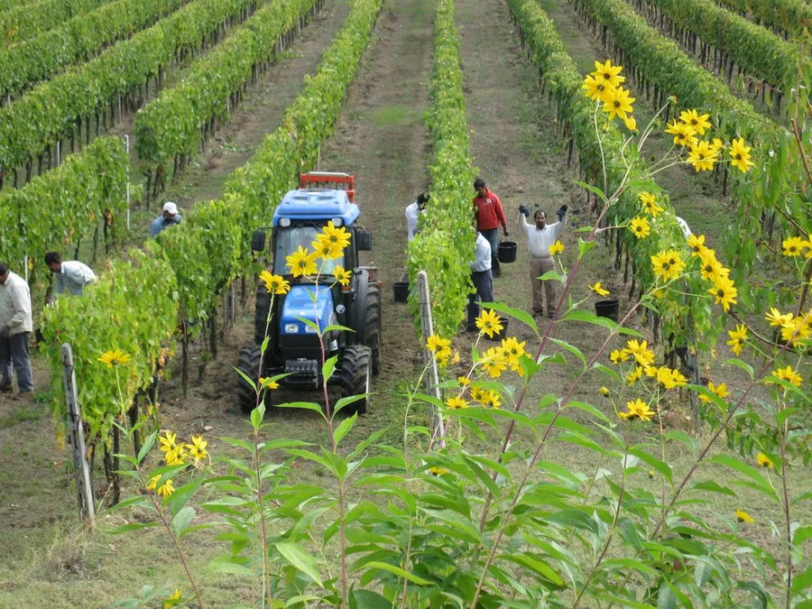 La Fornace — gallery 1: vineyards (placeholder from producer website)
