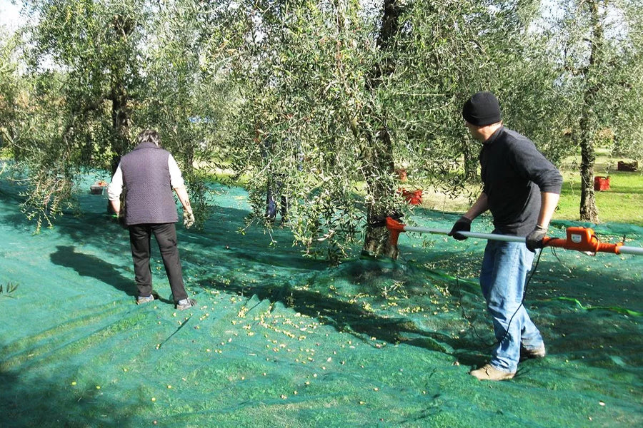La Fornace — gallery 3: olive groves (placeholder from producer website)