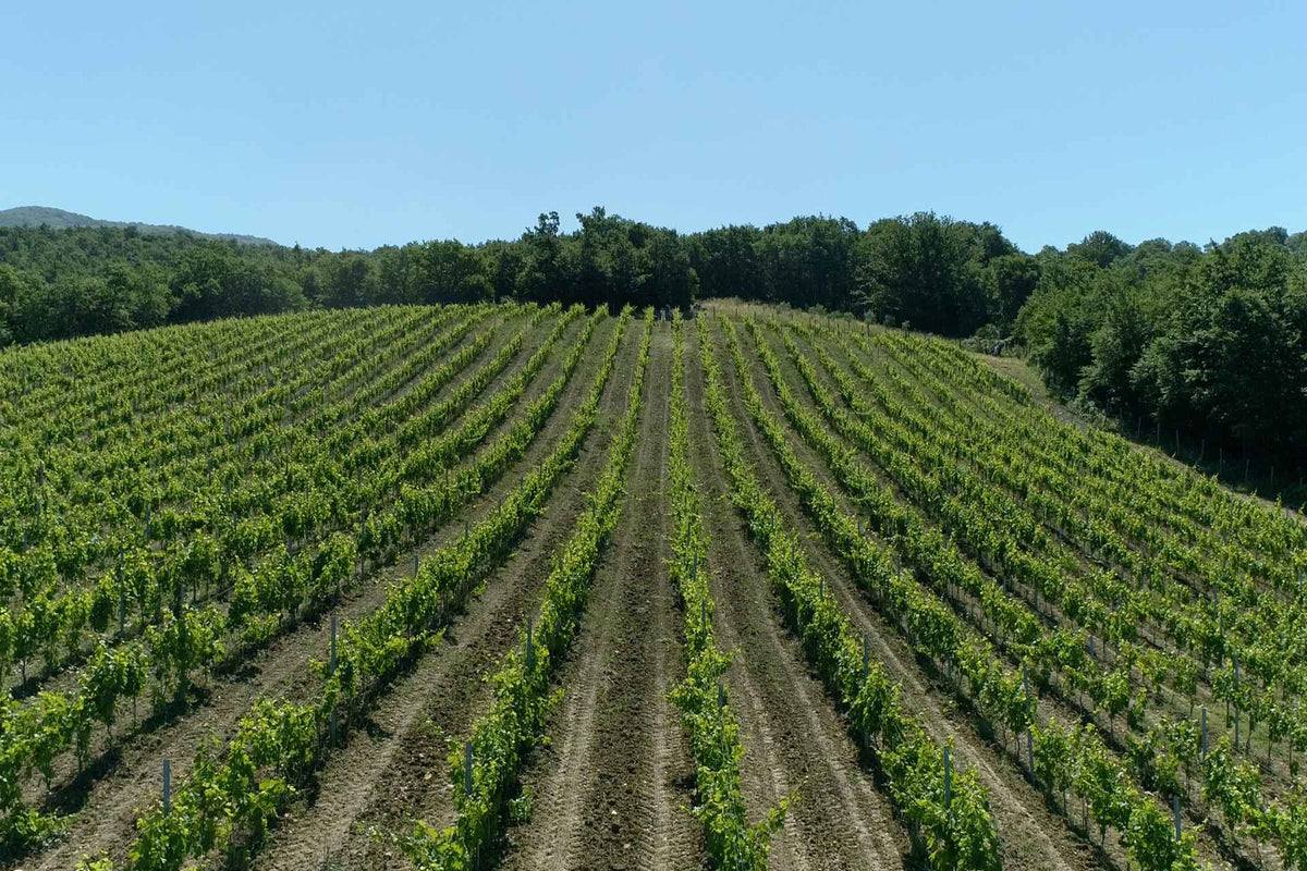 Fattoria La Pieve — vineyard hero (placeholder from producer website)