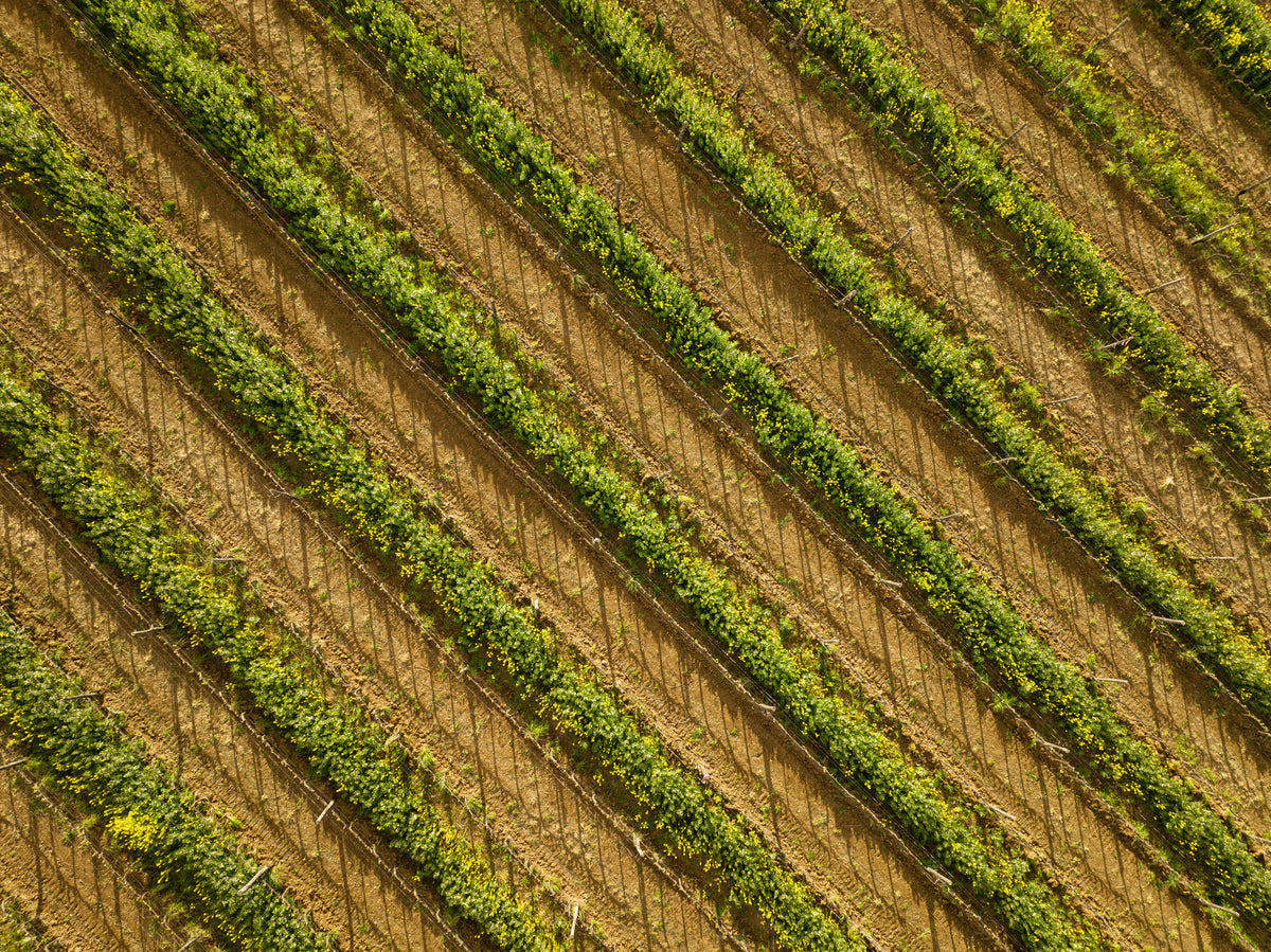 Le Chiuse — vineyard hero (placeholder from producer website)