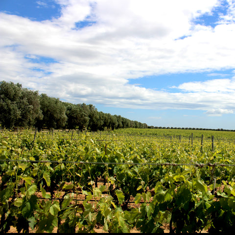 Le Vigne di Sammarco — Gallery 1