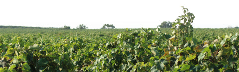 Le Vigne di Sammarco — Gallery 2