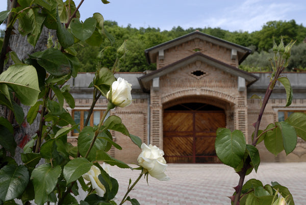 Macchialupa — gallery 4: the winery (placeholder from producer website)