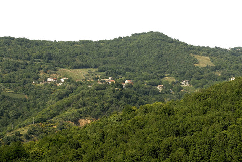 Macchialupa — Hero image