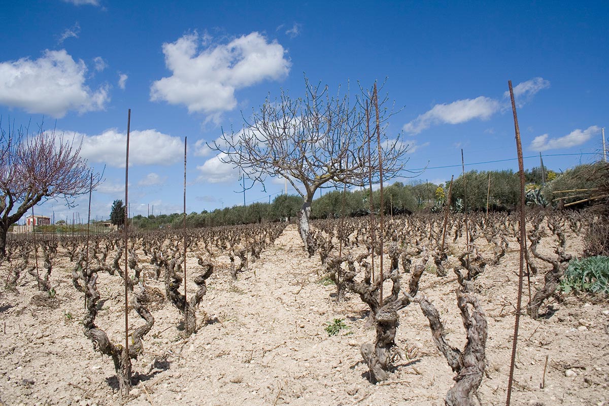 Marabino — winery hero (placeholder from producer website)