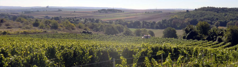 Weingut Leo Maurer — gallery 1 (placeholder from producer website)