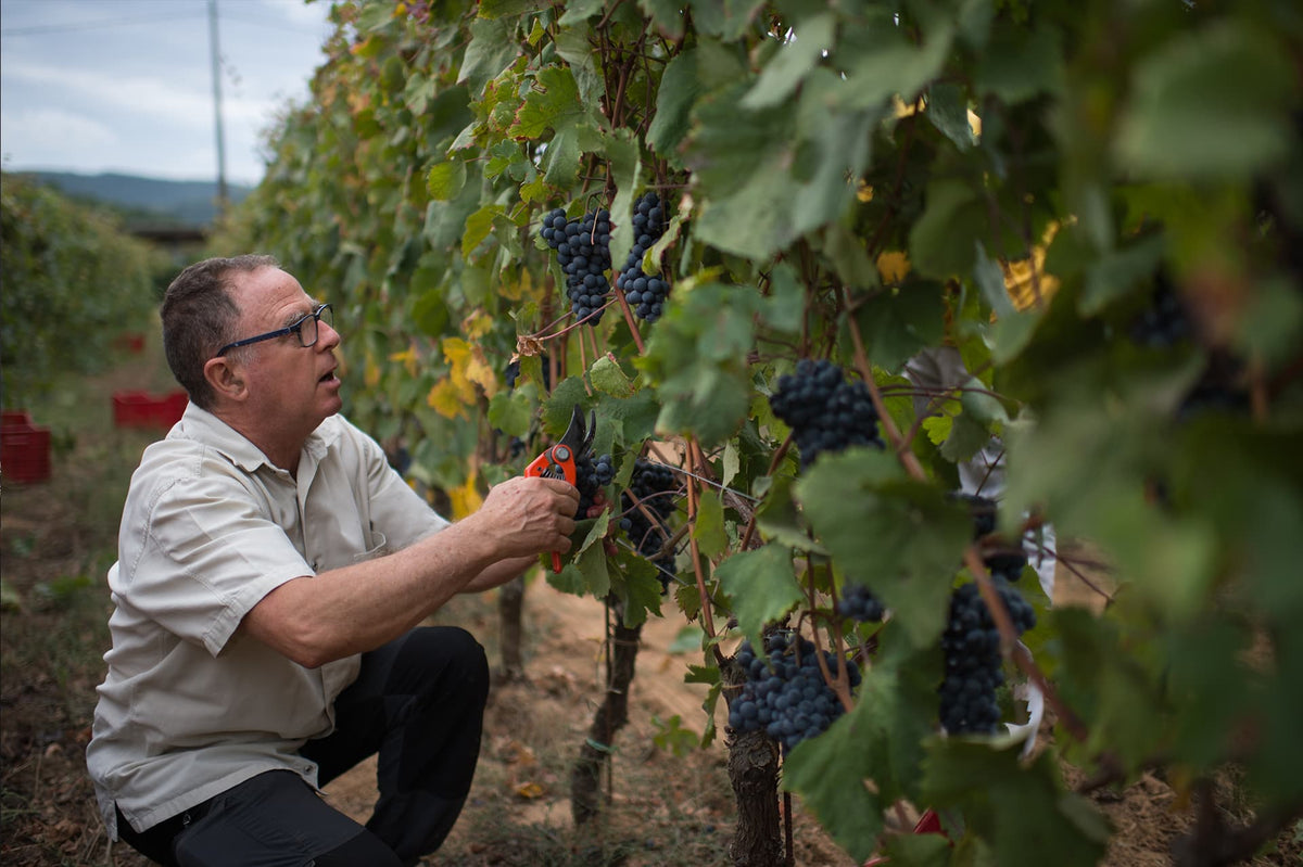 Michele Satta — vineyard hero (placeholder from producer website)