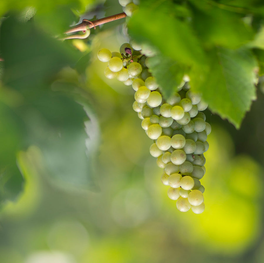 Mirabella — gallery 1: Pinot Bianco grapes (placeholder from producer website)