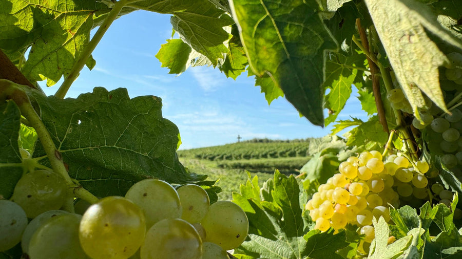 Monte del Frà — gallery 1 (placeholder from producer website)