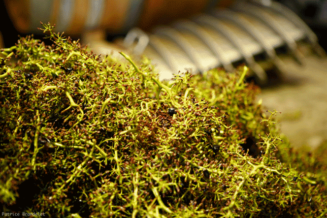Domaine Padié — gallery 4 (placeholder from producer website)