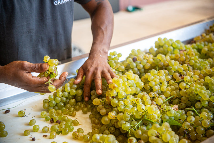 Podere Guardia Grande — gallery 2 (placeholder from producer website)