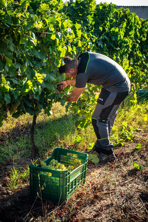 Podere Guardia Grande — Gallery 3