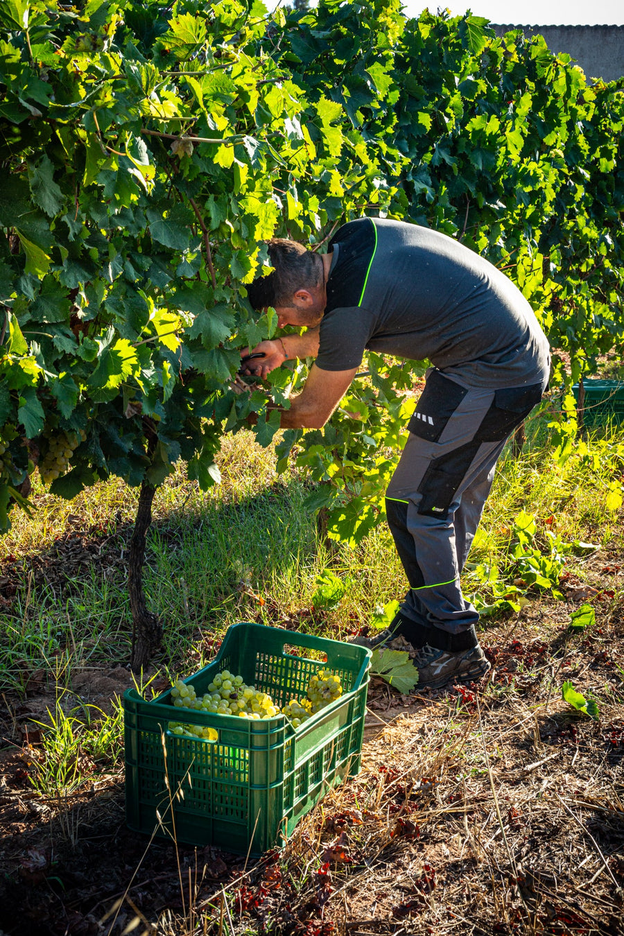 Podere Guardia Grande — gallery 3 (placeholder from producer website)