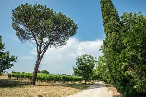 Tenimenti Leone — Gallery 4