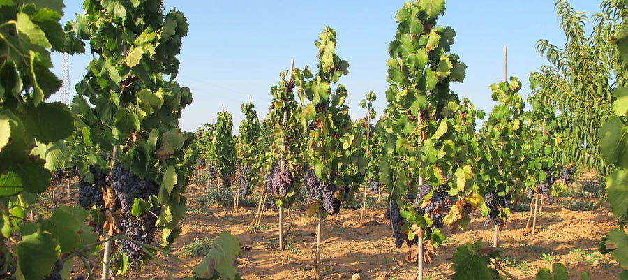 Tenuta Bastonaca — gallery 1: vineyards (placeholder from producer website)