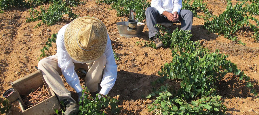 Tenuta Bastonaca — gallery 2: vineyards (placeholder from producer website)