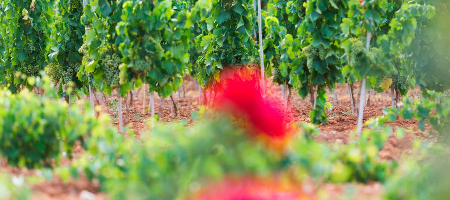 Tenuta Bastonaca — gallery 3: vineyards (placeholder from producer website)