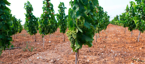 Tenuta Bastonaca — Hero image