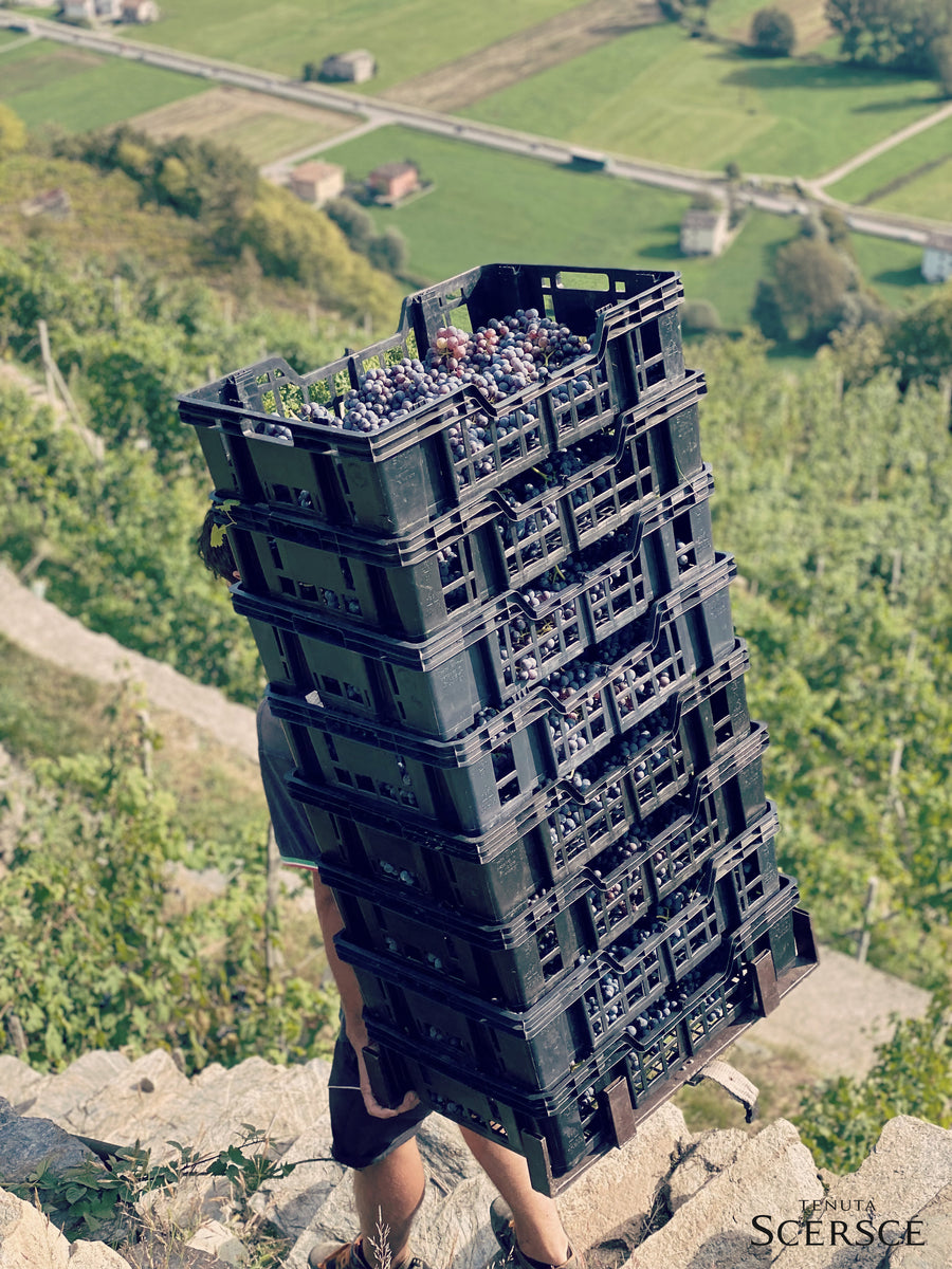 Tenuta Scerscé — gallery 3 (placeholder from producer website)