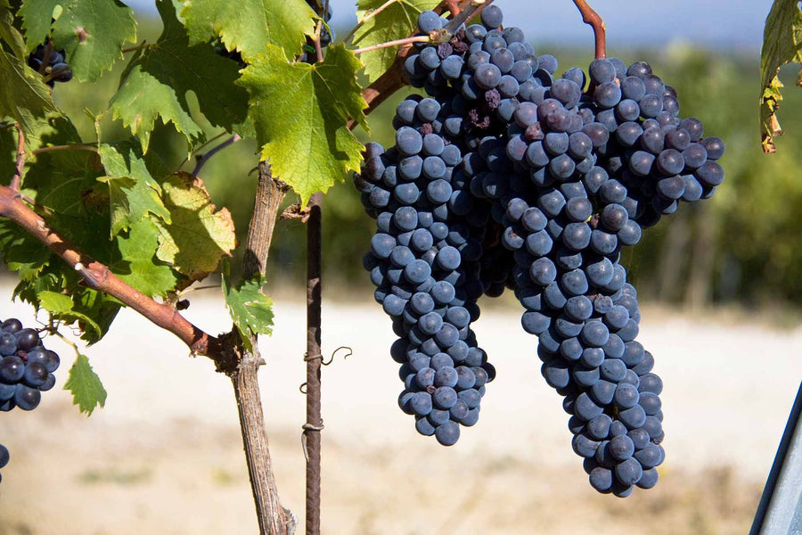 Valdipiatta — gallery 4 (placeholder from producer website)