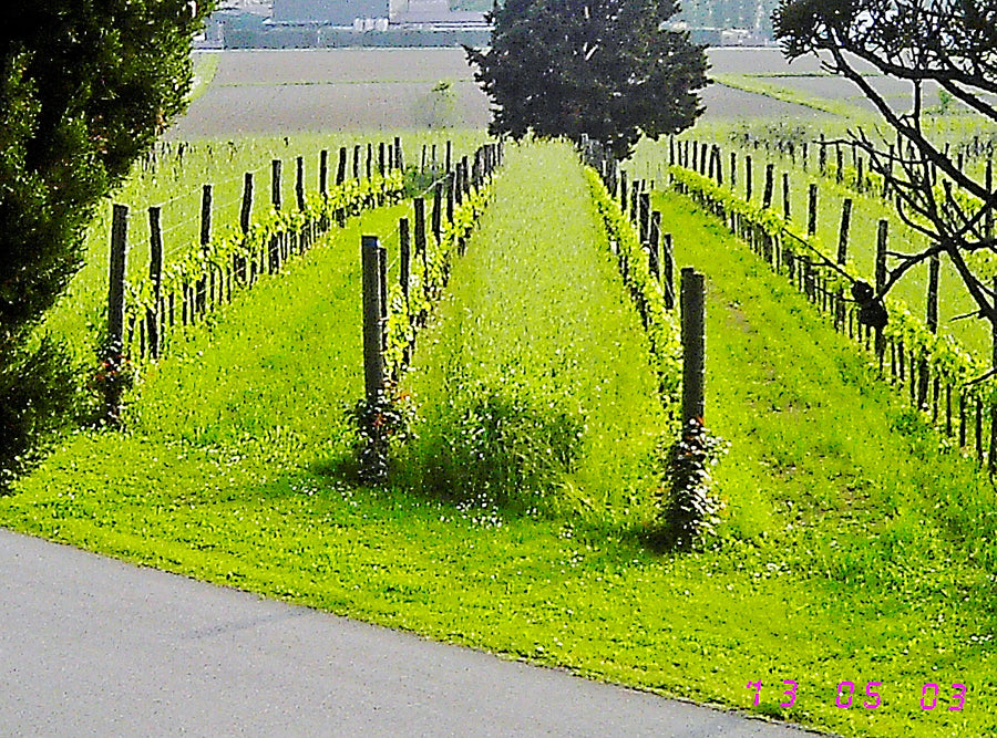 Visintini — gallery 1: cover crop (placeholder from producer website)